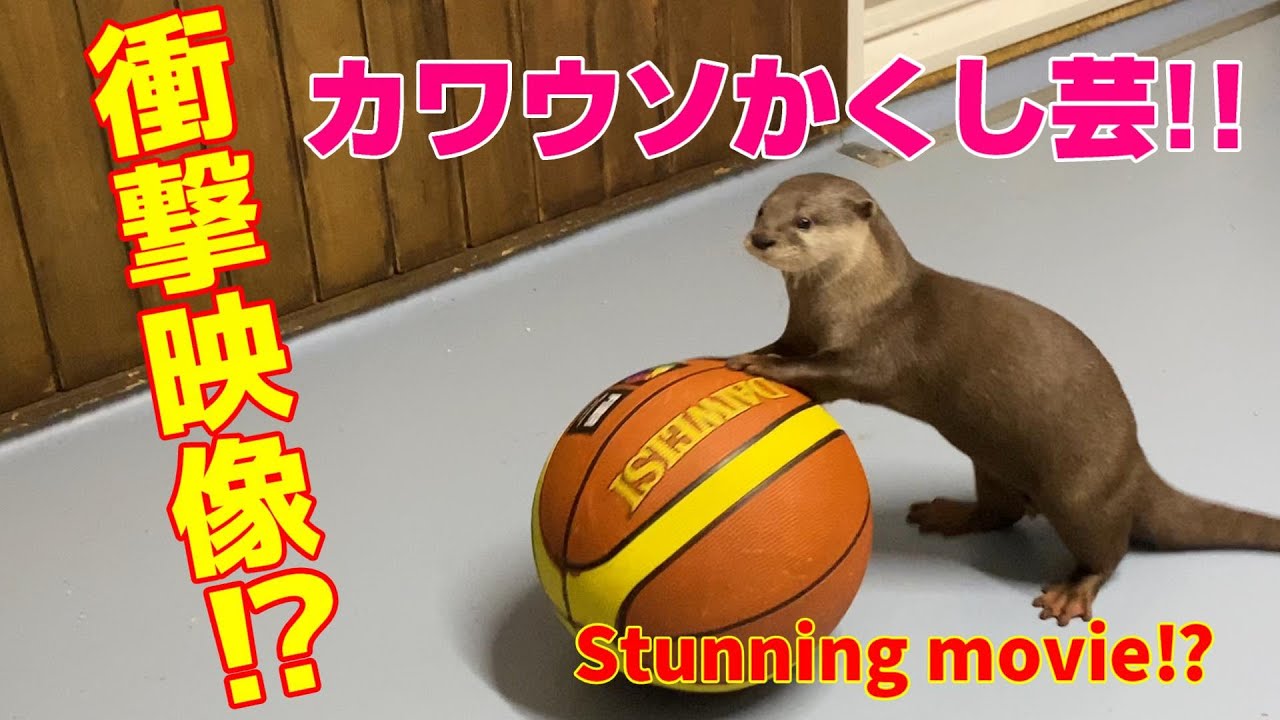 カワウソにバスケットボールを渡したらまさかの結果に…⁉The otter got a basketball.