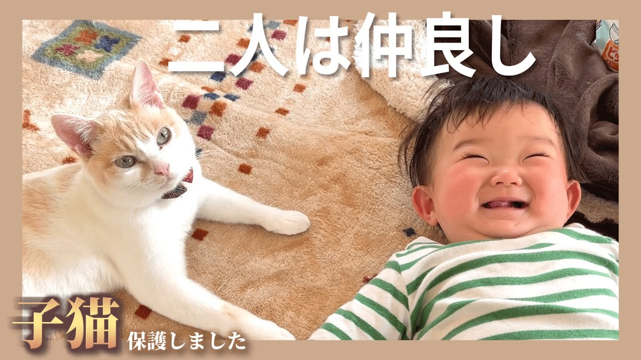 【感動】赤ちゃんが好き過ぎてどつかれても怒らない猫
