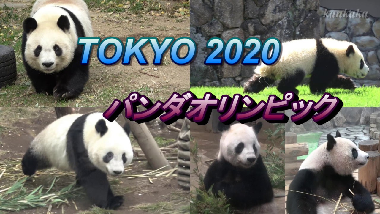 【妄想特別編】パンダオリンピック（Giant pandas in all Japan.）