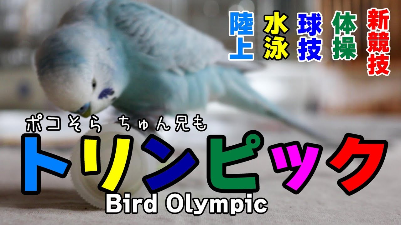 【鳥のオリンピック】ポコそらトリンピックの様子です！