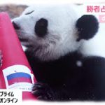 パンダが北京オリンピックの「勝者占い」に挑戦　ロシア