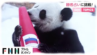 パンダが北京オリンピックの「勝者占い」に挑戦　ロシア