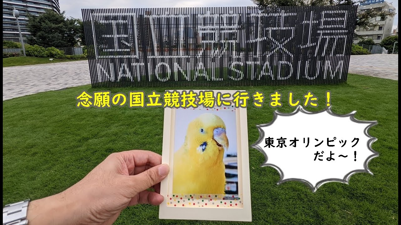 おしゃべりインコのピーポ「国立競技場で東京オリンピックだよ～！」