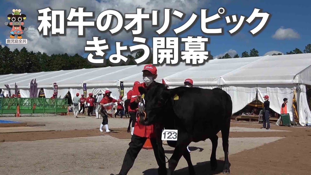 和牛のオリンピックきょう開幕　牛磨き準備万全　(鹿児島県）